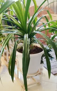 گل پاندانوس و سوسن عنکبوتی