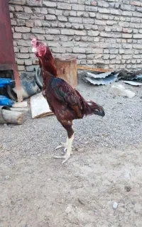 خروس لاری