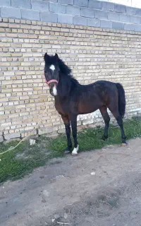 فروش نریان ۵ساله