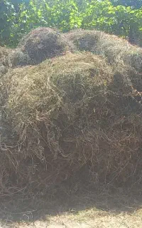فروش یونجه و علف