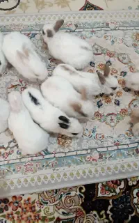 خرگوش دونه ای ۴۰۰