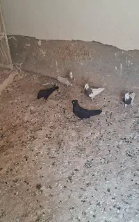 کبوتر طوقی