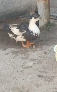 اردک نرو ماده