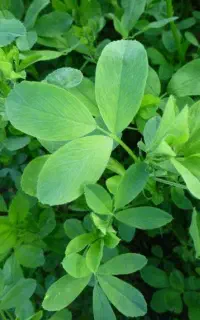 یونجه درجه یک ( تحویل یزد اصفهان کرمان )