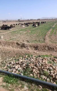 نیازمند کارگر چوپان