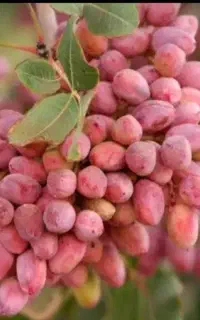 نهال پسته بادامی