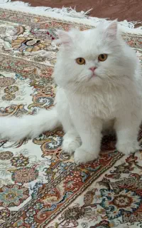 واگذاری گربه پرشین اصیل