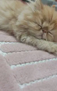 پرشین نر