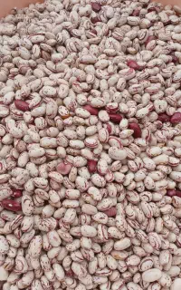 لوبیا چیتی 290گردو 850