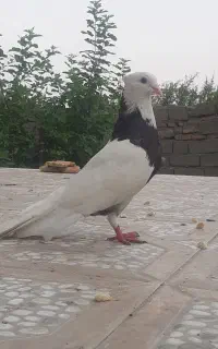 نر طوقی سیاه پاک و جوانه سفید پرشی
