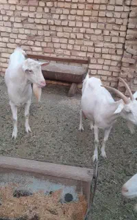 نر بز سانن بدون شاخ