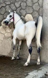 اسب نریان  کرد سواری دار