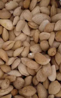 بادام درختی شیرین درجه ۱