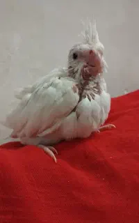 جوجه ی عروس هلندی