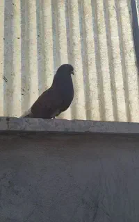 کفتر