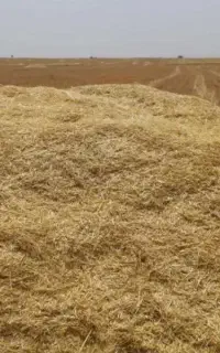 علوفه دام (کاه کهگز)