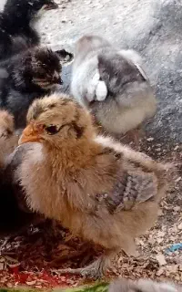 جوجه به همراهه مرغ کرچ