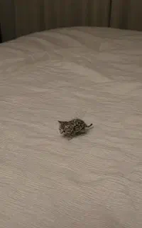 پیشی