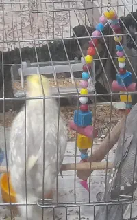پرنده
