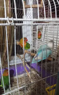 طوطی برزیلی