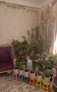 گل و گیاه با پایه رنگی