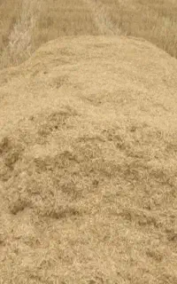 کاه گندم خریدار و فروشنده هستم
