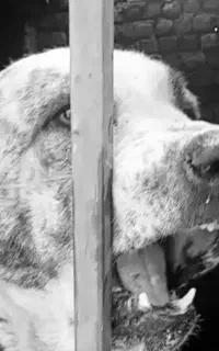 واگذاری کانگال