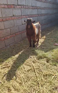 نری دورگ معاوضه با دوعدد بره ماده