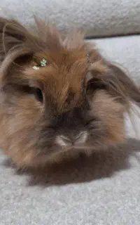 خرگوش لوپ خونگی