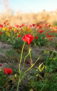 جوشکار سیار