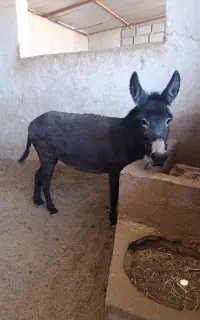 الاغ ماده