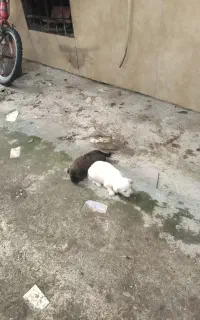 سگ پا کوتاه