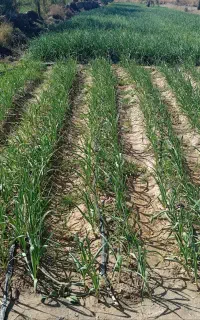 فروش سیر بذری