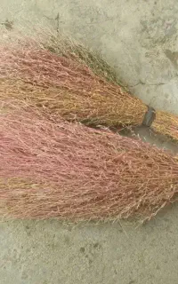 جارو  ولوبیا سبز