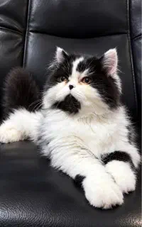 بچه گربه پرشین اگزوتیک