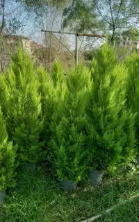 کاج طلایی سطل ۱۲