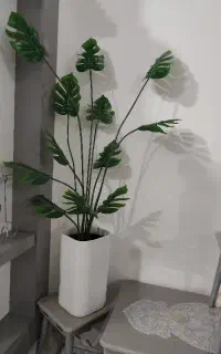 درختچه برگ‌انجیری