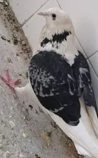 گمشده در رکن آباد