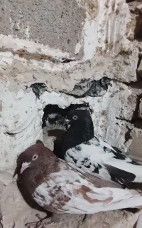 کبوتر سینه قوچان جفت ۷۰۰