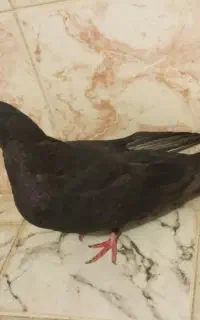 کبوتر زاغ و کله ای