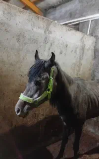 نگهبان ونگهداری از اسب