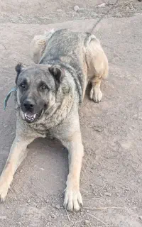 سگ نگهبان