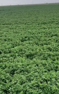 فروش ۱۵تن یونجه خرد شده با دستگاه صنعتی