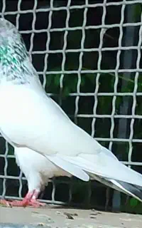 کبوتر پرشی