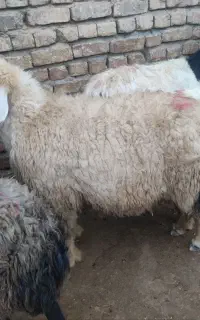 میش آبستن