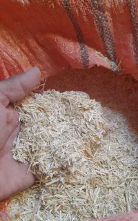 کاه گندم  دیم درجه یک