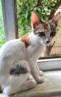 واگذاری رایگان بچه گربه ۴ ماهه