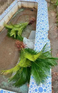 گل سیکاس