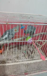 عروس هلندی خاکستری
