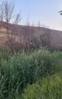 علوفه باغی درهم یونجه ام داره داخلش